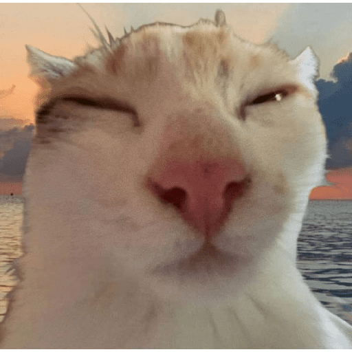 GATOS RANDOM - PARTE 17 29