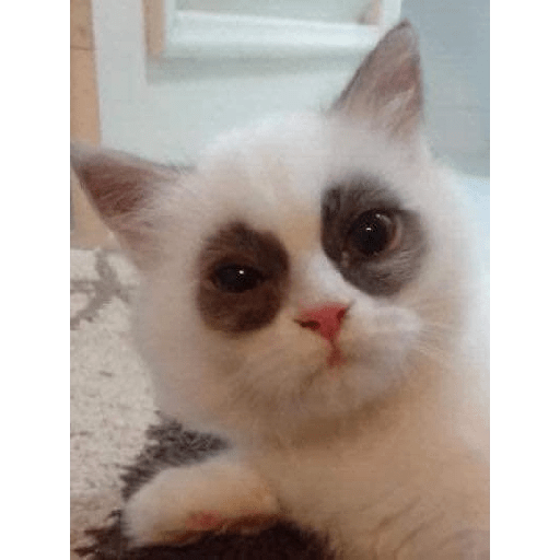 Cute cat 10