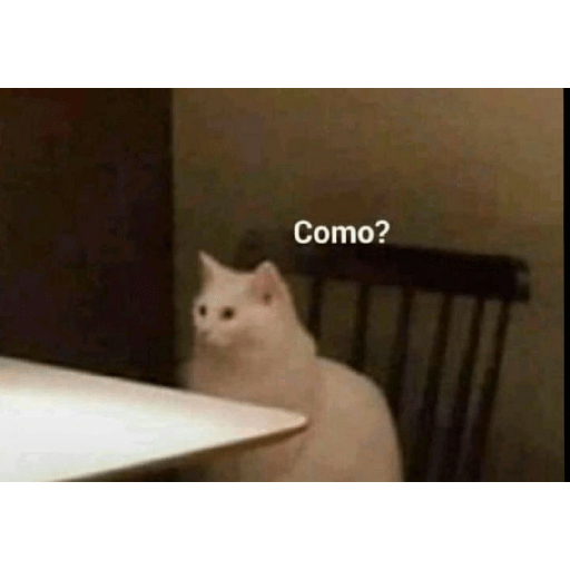Gatos memes 8