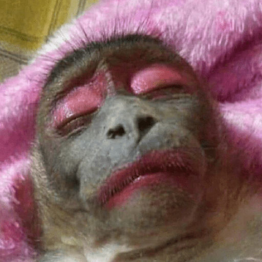 Macacos 😭🐒 7