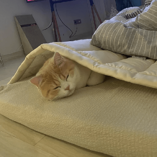 Cats 27