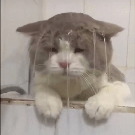 Cute cat 2
