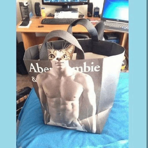 Cats 18