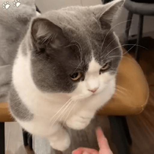 Gatos enojados 24
