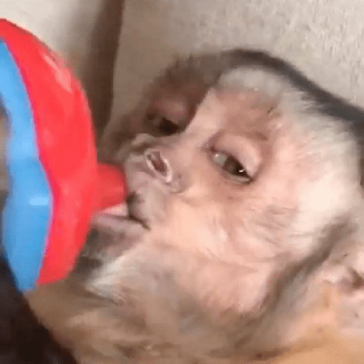 Macacos 😭🐒 4