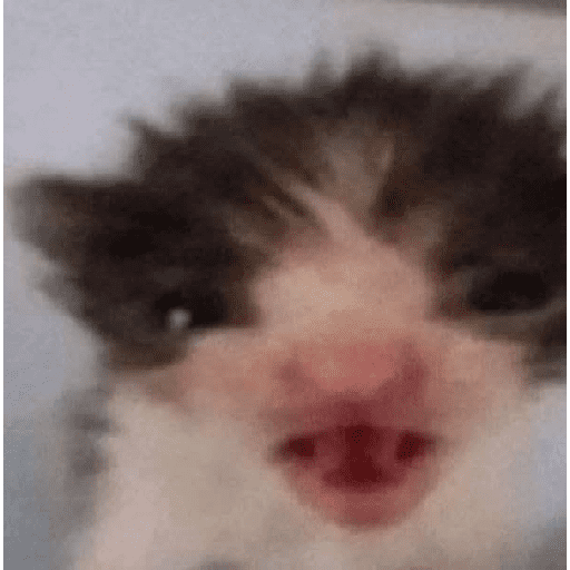 GATOS RANDOM - PARTE 17 24