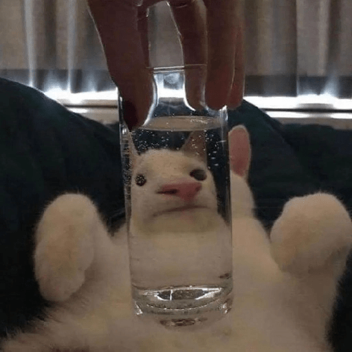 Cats 25