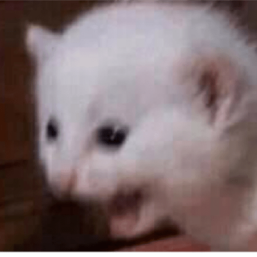Gatos enojados 7