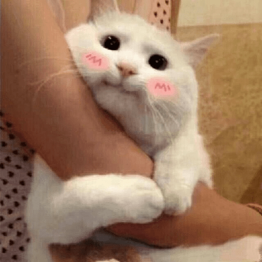 Cute cat 3