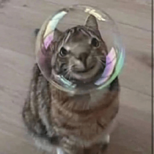 Cats 22