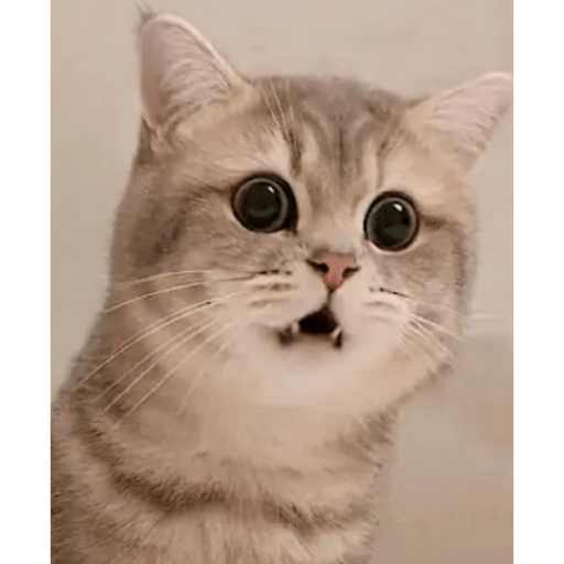 Gatos enojados 20