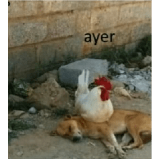 Memes que rove en intsgam 19