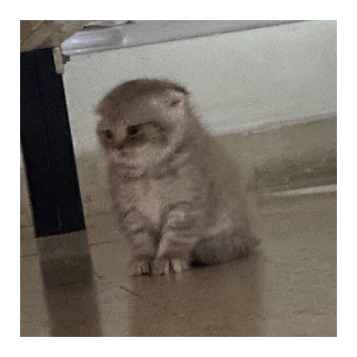 Cute cat 11