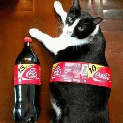 Cats 23