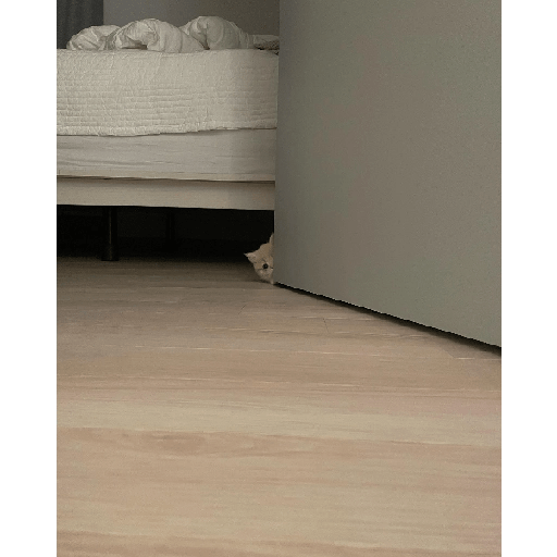Cats 29