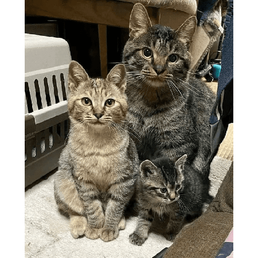 GATOS RANDOM - PARTE 17 27