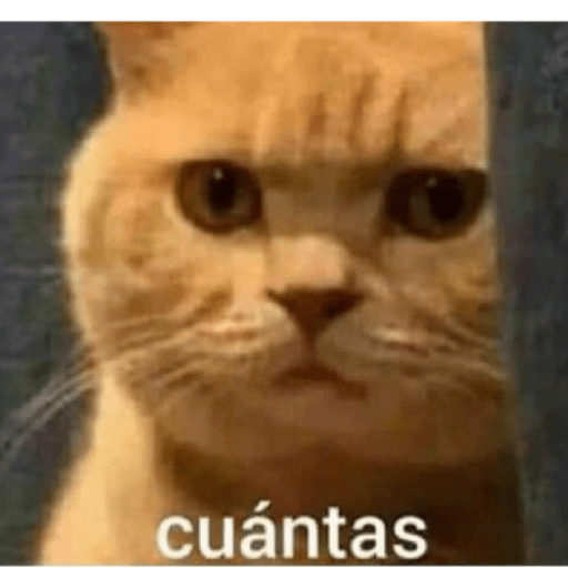 Gatos enojados 6