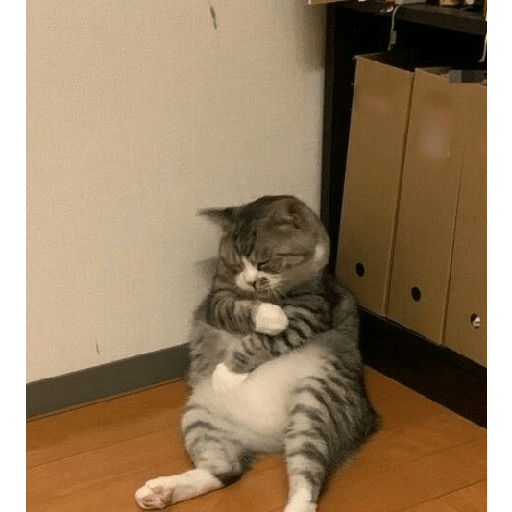 Cute cat 1