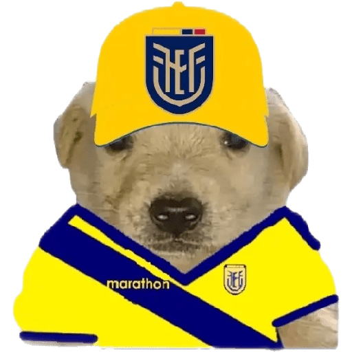 Perritos copa América 3