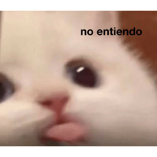 Gatos memes 12