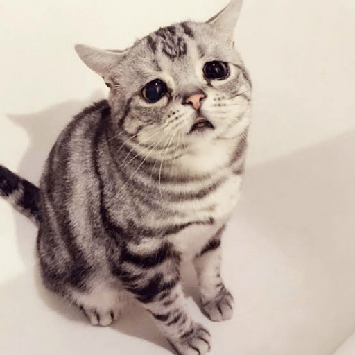 Gatos enojados 17