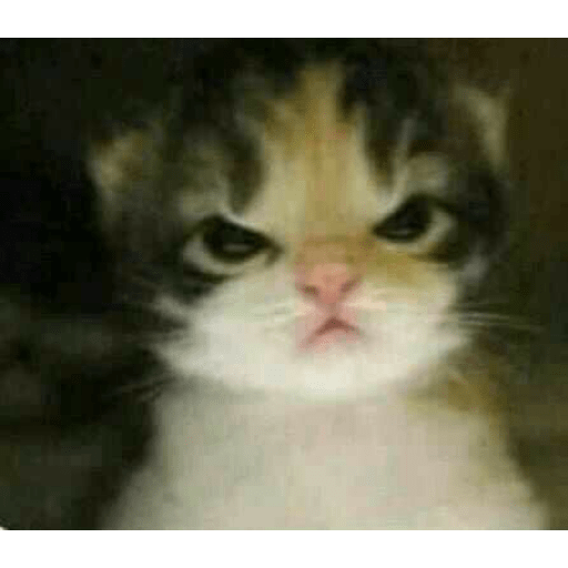 Gatos memes 2
