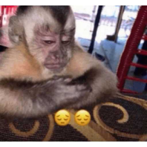 Macacos 😭🐒 3