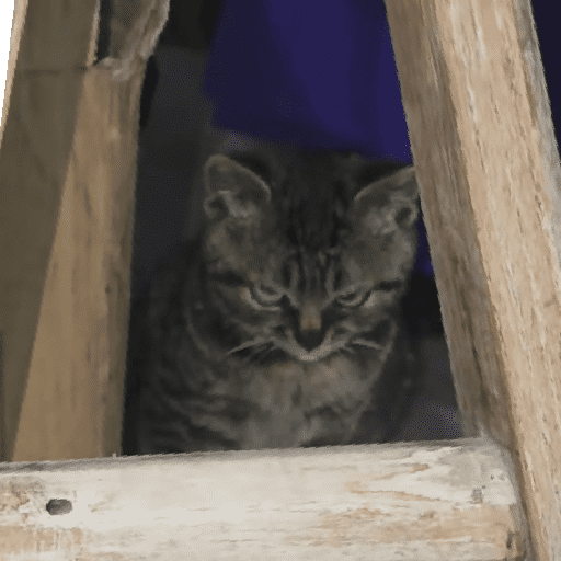 GATOS RANDOM - PARTE 17 30