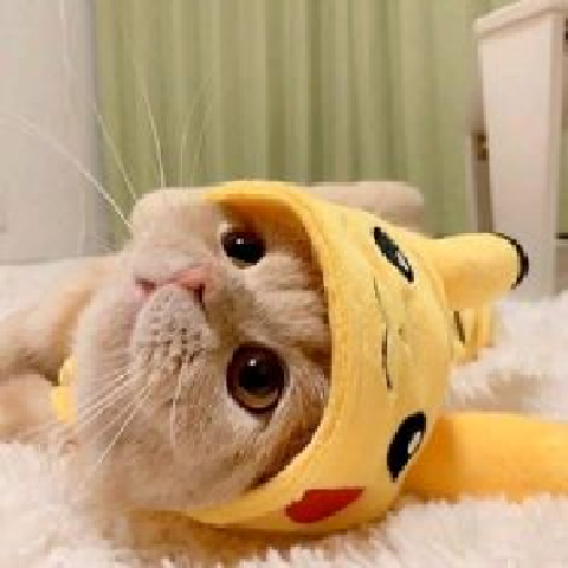 Pikachu looks up