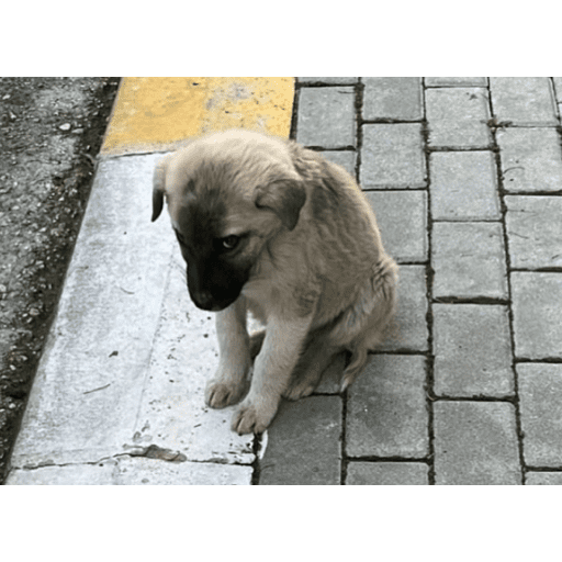 Funny 4