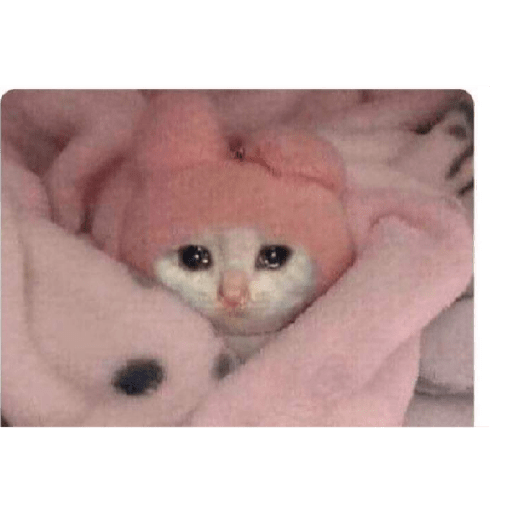 Gatos memes ramdon 18