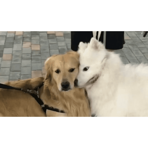 Stikers jjajaj 12