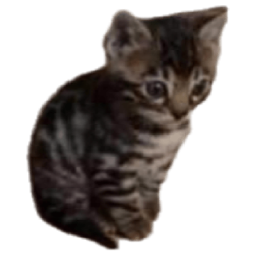 Gatos memes ramdon 14