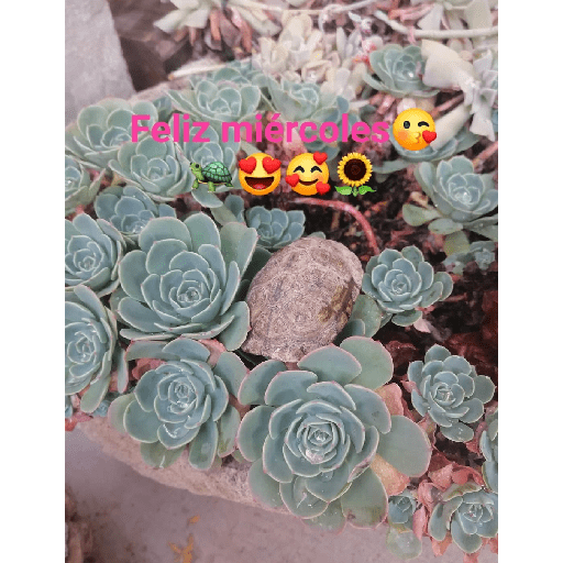 Días de.la semana con 🐢🐢 3