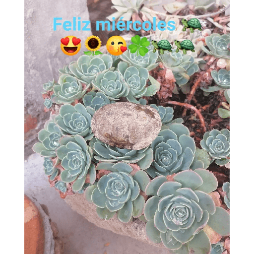 Días de.la semana con 🐢🐢 2