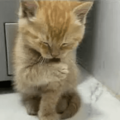 😾🐈 Gatitos 😹🐈 7