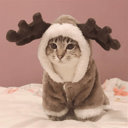 Cozy moose