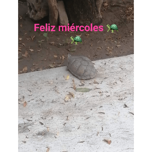 Días de.la semana con 🐢🐢 4