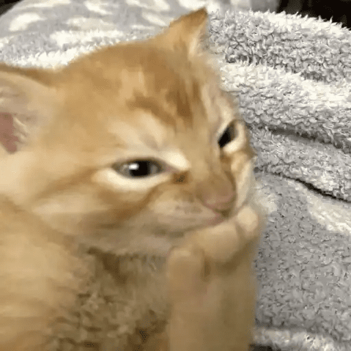 😾🐈 Gatitos 😹🐈 2