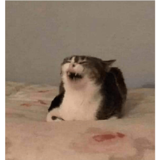 Gatos memes ramdon 19