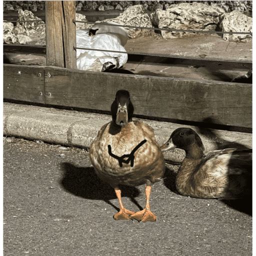 Patos  10