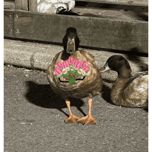 Patos  11