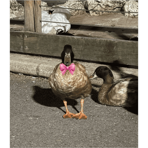 Patos  6