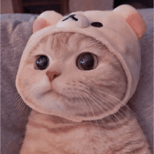 Bear hat stare