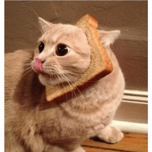 Gatos memes ramdon 22
