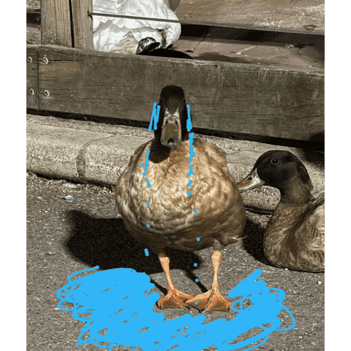 Patos  13