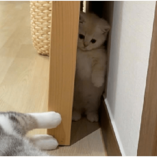 Peekaboo kitten