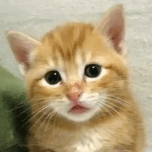 😾🐈 Gatitos 😹🐈 6
