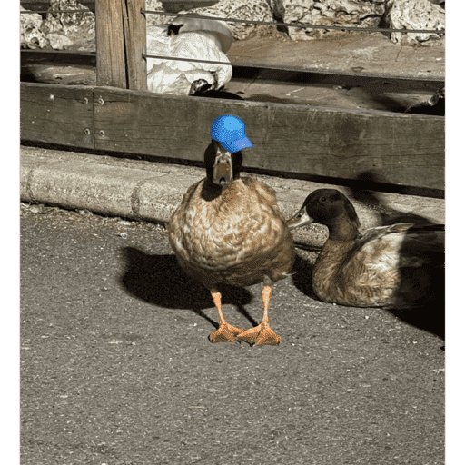 Patos  8