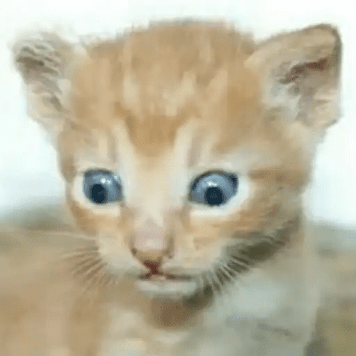 😾🐈 Gatitos 😹🐈 9